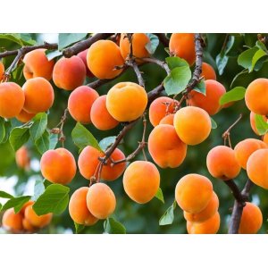 Marhuľa obyčajná (Prunus Armeniaca) ´EARLY ORANGE´ - stredne skorá, výška 170-200 cm - voľnokorenná 
